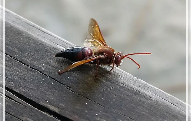 6 novembre 2019 : au petit matin, je réussis à photographier cette Guêpe solitaire "tueuse de cigales", Cicada killer wasps (Sphecius grandidieri) - Tsarabanjina - Mitsio - Madagascar