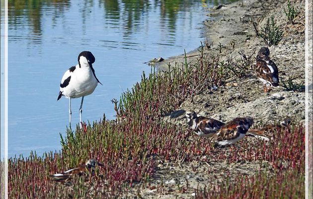Retour sur les Avocettes et les Tournepierres - Ars-en-Ré - Ile de Ré - 17