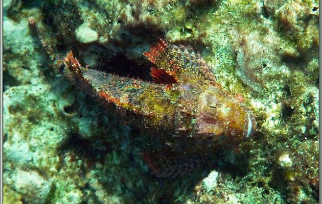 Rascasse tête plate ou Poisson-scorpion à houppes (Scorpaenopsis oxycephala) - Anse Takamaka - Mahé - Seychelles