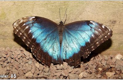 Morpho Bleu (1) - Morpho Peleides