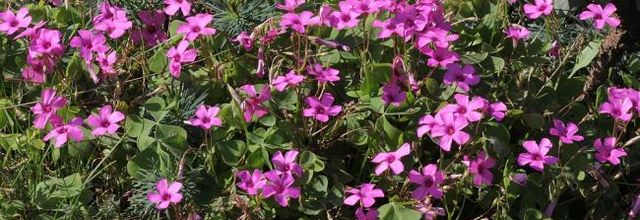 Jardin qui rit, jardin qui pleure (2)