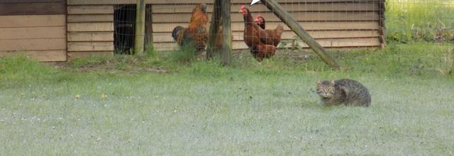 Les poules, la chat et la corneille...