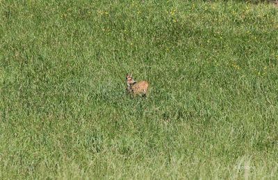 Rencontres lotoises : le chevreuil