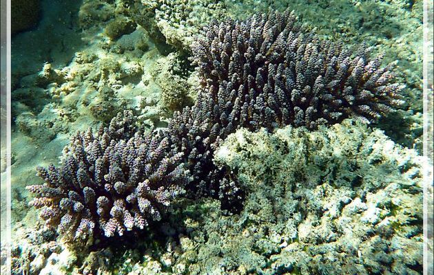 Snorkeling à Grande Mitsio : Corail vinaigrier (Acropora humilis) - Madagascar