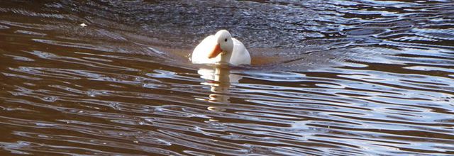Un canard blanc