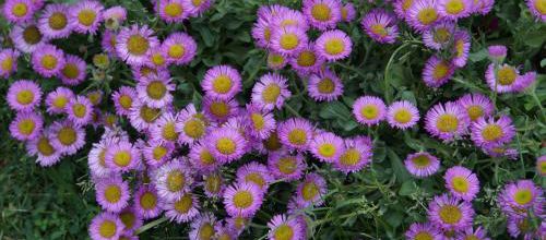Erigeron 'sea breeze'