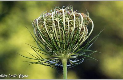 Carotte Sauvage (4) - Daucus carota