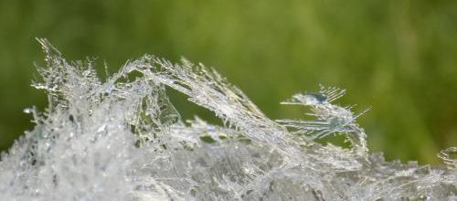 Fougères de glace