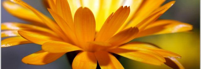 Souci Officinal (1) - Calendula officinalis