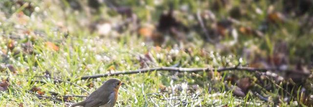 Rouge-gorge dans l'herbe