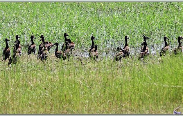 Brochettes de Canards Dendrocygnes veufs, White-faced Whistling Duck (Dendrocygna viduata) - Safari nautique - Parc National de Chobe - Botswana