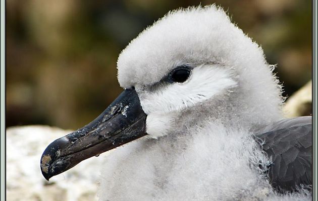 Portrait de poussin d'Albatros à sourcils noirs (Thalassarche melanophris) - New Island - Falkland Islands, Iles Malouines, Islas Malvinas