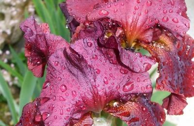 Iris pourpre...