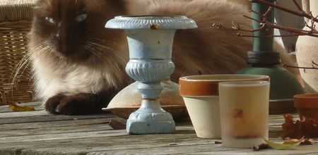 Regard de chat : 