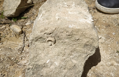 Plaisir VECU 412 : Fossiles et vraies recherches