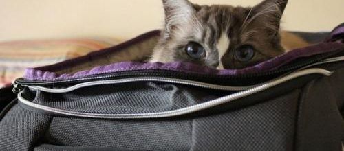 Faire garder son chat pendant les vacances
