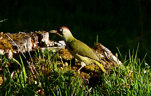 Animation Gif : Pic vert ou Pivert femelle, European Green Woodpecker (Picus viridis) - Lartigau - Milhas - 31