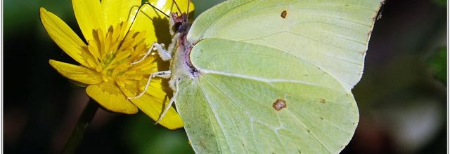 Citron (4) - Gonepteryx rhamni