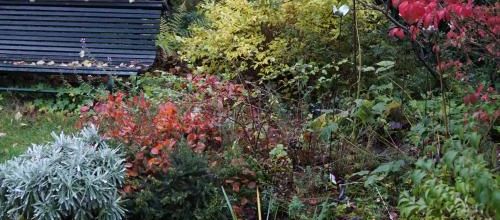 Les couleurs de mon jardin de poche