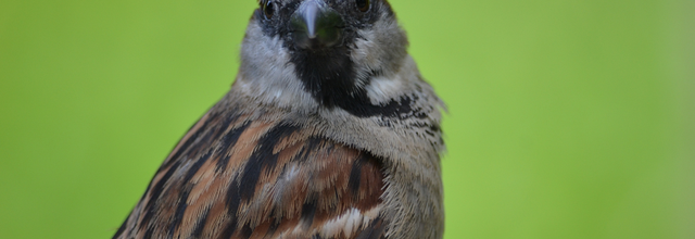 Les photos du week-end : Le moineau ou le "piaf" et citation