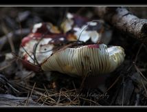 Russule émétique - Russula emetica