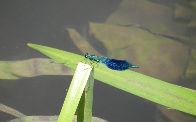 la Libellule bleue