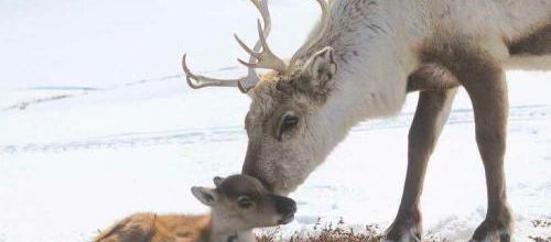 Une renne et son petit