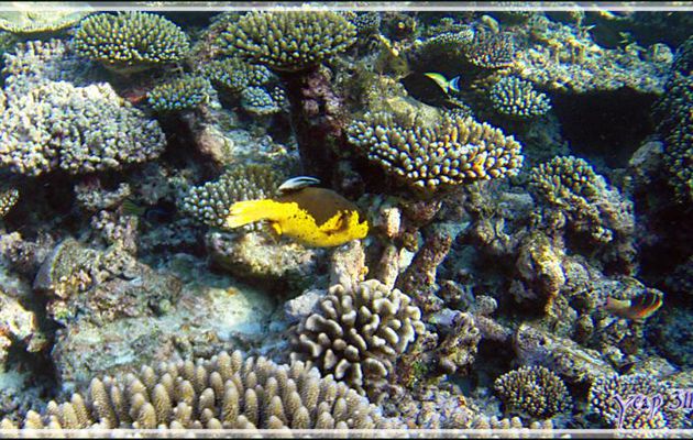 Poisson-ballon à taches noires ou Tétrodon jaune, Blackspotted puffer (Arothron nigropunctatus), spécimen très jaune - Snorkeling à Thudufushi - Atoll d'Ari - Maldives