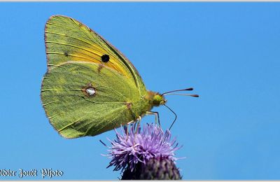 Souci (3) - Colias crocea