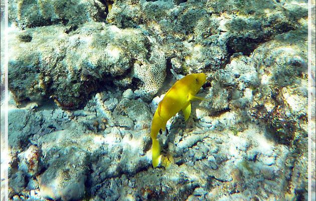 Rouget-barbé doré, Rouget citron, Yellowsaddle goatfish, Goldspotted goatfish (Parupeneus cyclostomus) - Moofushi - Atoll d'Ari - Maldives