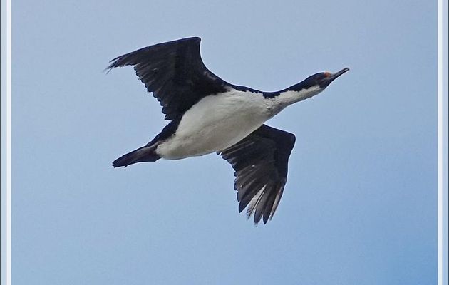 Cormoran impérial, Imperial Shag (Leucocarbo atriceps) - Coffin's Harbour - New Island - Falkland (Malouines, Malvinas) - Grande-Bretagne