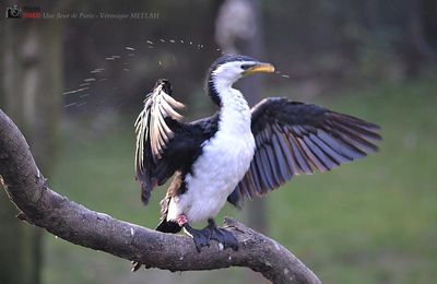 Ménagerie du Jardin des Plantes : Le Cormoran Pie