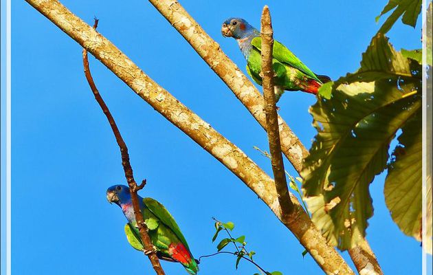 Perroquet Pione à tête bleue, Blue-headed Parrot (Pionus menstruus) - Puerto Maldonado - Pérou