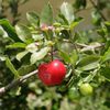Baies rouges – Baies noires 10.