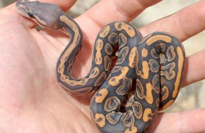 Hypo black pastel