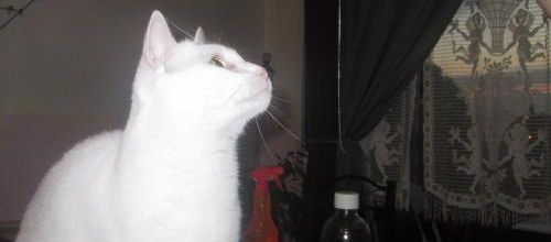 Il regarde ...