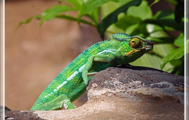 Caméléon panthère mâle, Panther chameleon (Furcifer pardalis) - Nosy Sakatia - Madagascar