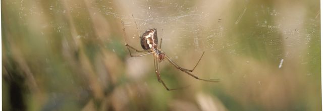 Les araignées (3) Des araignées dans le jardin
