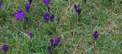 Crocus dans la pelouse, c'est la fin de l'hiver