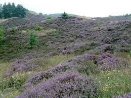 -Plantes emblématiques (bruyère, ajoncs, genêt)