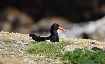    les oiseaux du littoral 