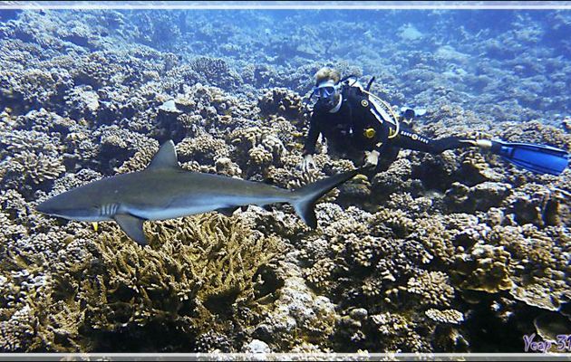 Requin gris de récif et Nikita mon moniteur de plongée - Passe Tumakohua - Fakarava sud - Tuamotu - Polynésie française