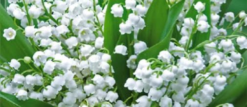 Les bonheurs du printemps