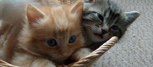 Chatons