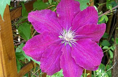 Clématites et belles dames du jardin...