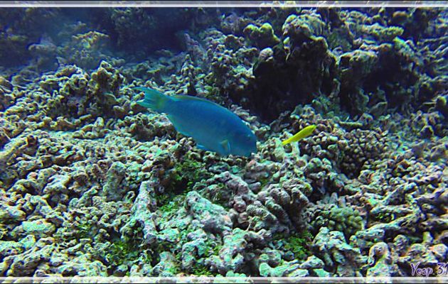 Poisson-perroquet grand bleu, Steephead parrotfish (Chlorurus microrhinos) formes mâle (bleu) puis femelle (orange) ? - Tumakohua (passe sud) - Atoll de Fakarava - Tuamotu - Polynésie française