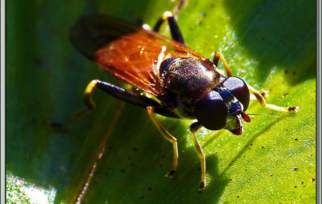  Mouche Stratiomyiide (??) - Lartigau - Milhas - 31