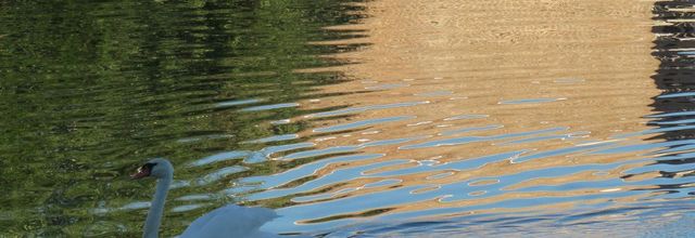 Cygne et reflets