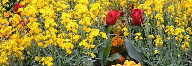 La photo du weekend : Fleurs de Printemps