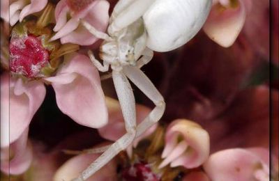 Asclépiade (Asclepias syriaca).